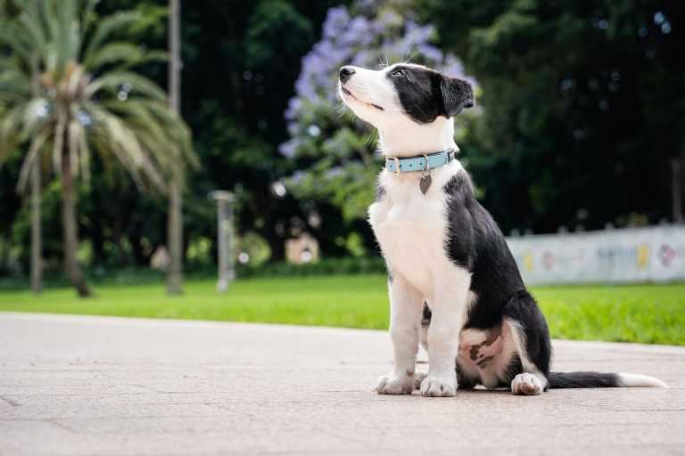 Chien arborant fièrement sa médaille Red Dingo Titanium 0T-HT-ME