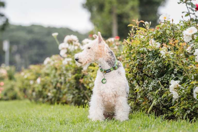 Médaille pour chien Red Dingo "01-DA-GR-ME" à graver, motif fleur blanche sur fond vert, portée par un Fox-Terrier assis dans un jardin fleuri.