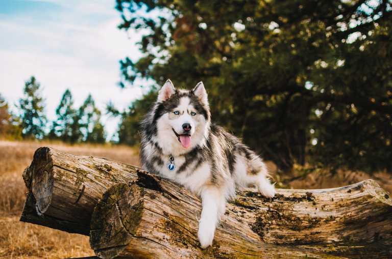 Médaille pour chien Red Dingo "01-ZF-DB" à graver, motif éclair bleu, portée par un Husky au pelage noir et blanc allongé sur un tronc en pleine nature.