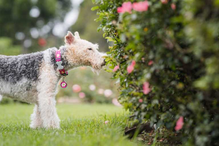 Médaille pour chien Red Dingo "01-DA-HP-ME", motif fleur rose sur fond violet, attachée au collier rose d’un Fox-Terrier dans un parterre de fleurs.